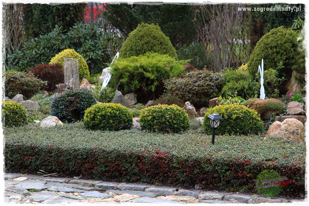 Świąteczne siedlisko 325