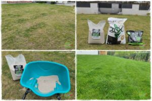 piękny trawnik bez podlewania 0