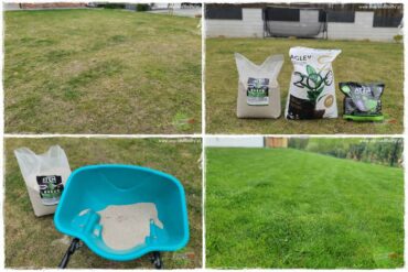 piękny trawnik bez podlewania 0