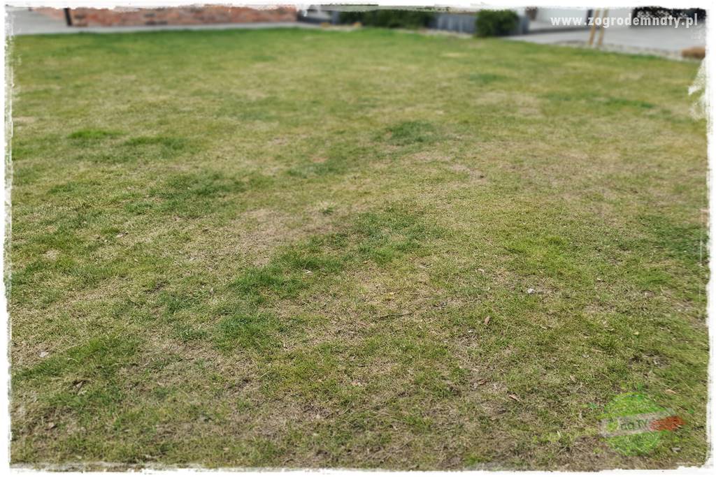 piękny trawnik bez podlewania 1