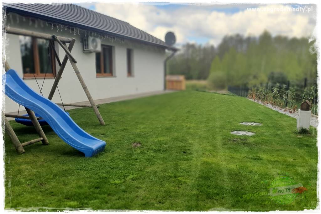 piękny trawnik bez podlewania 13