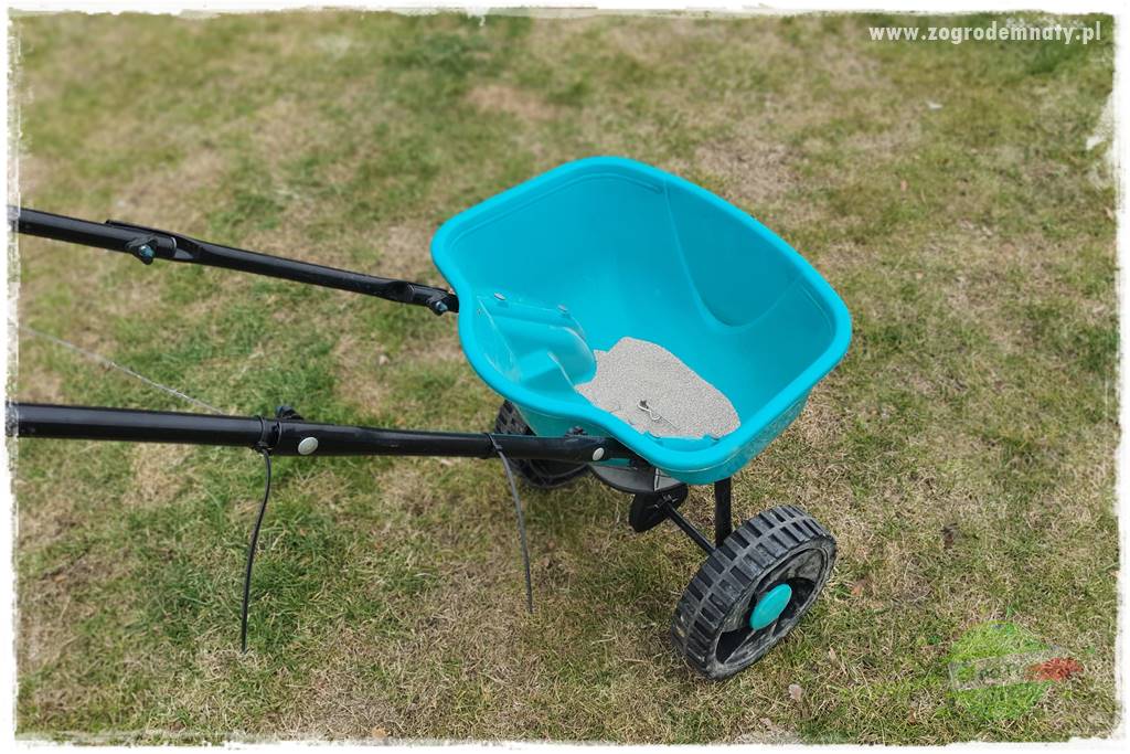 piękny trawnik bez podlewania 18