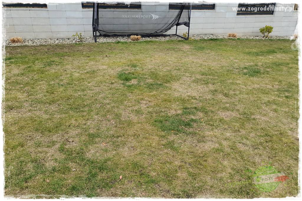 piękny trawnik bez podlewania 2