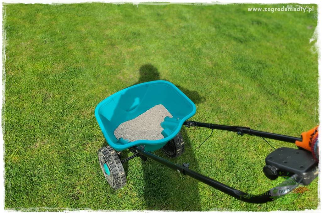 piękny trawnik bez podlewania 22