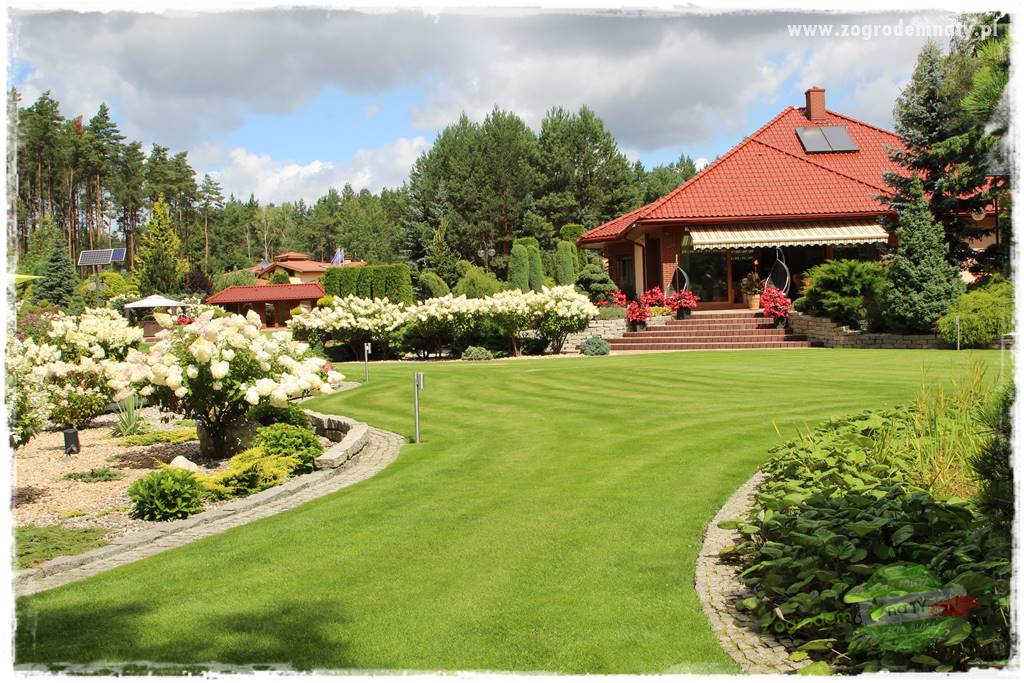 piękny trawnik bez podlewania 23