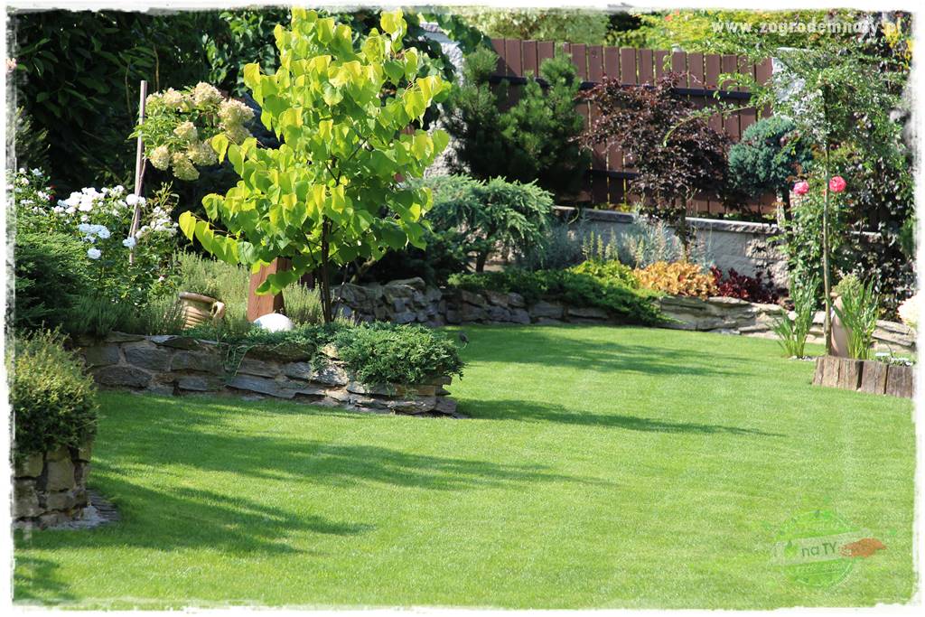 piękny trawnik bez podlewania 23b