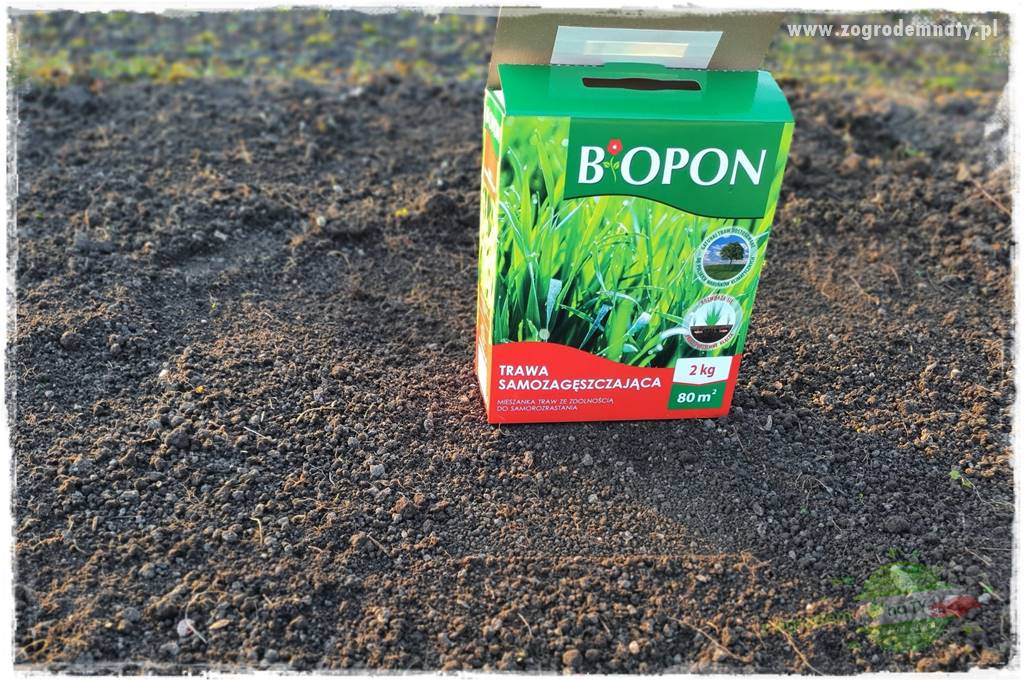 piękny trawnik bez podlewania 24