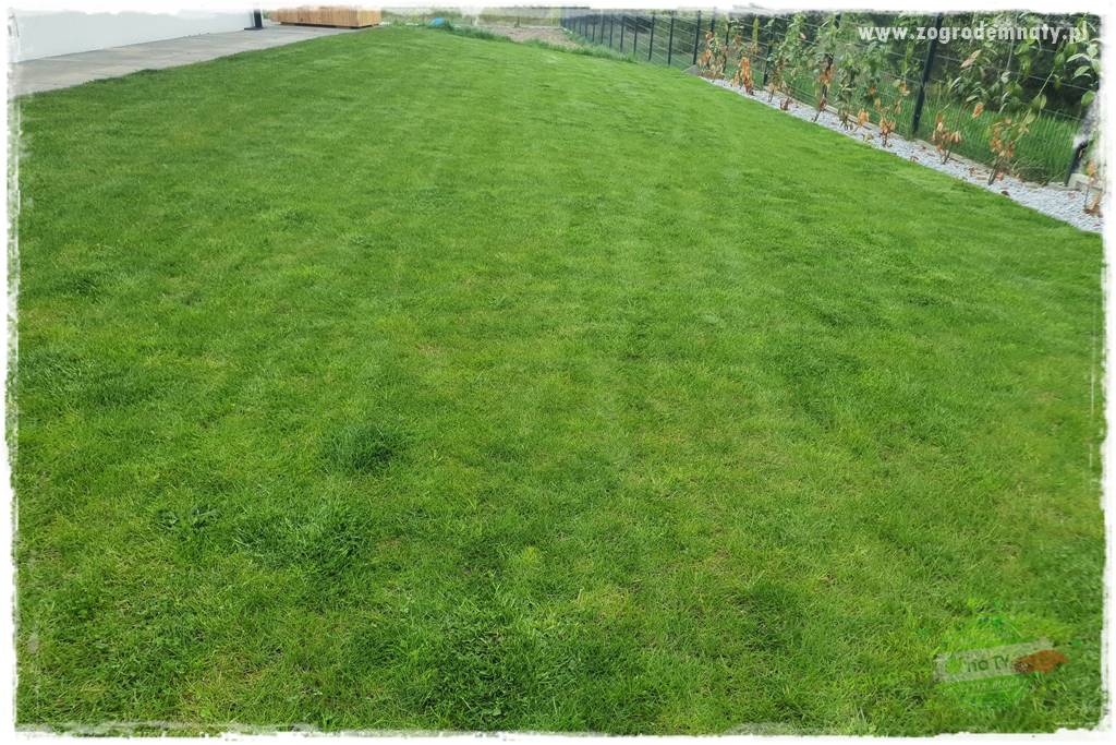 piękny trawnik bez podlewania 24a