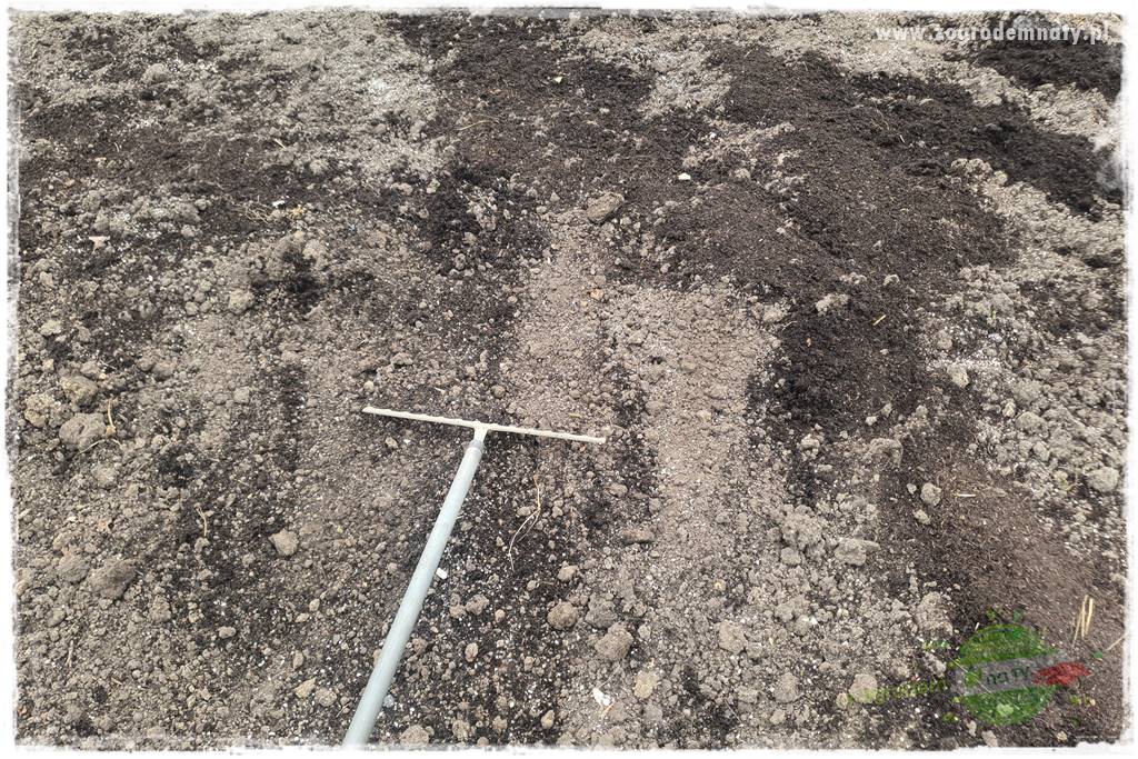 piękny trawnik bez podlewania 28