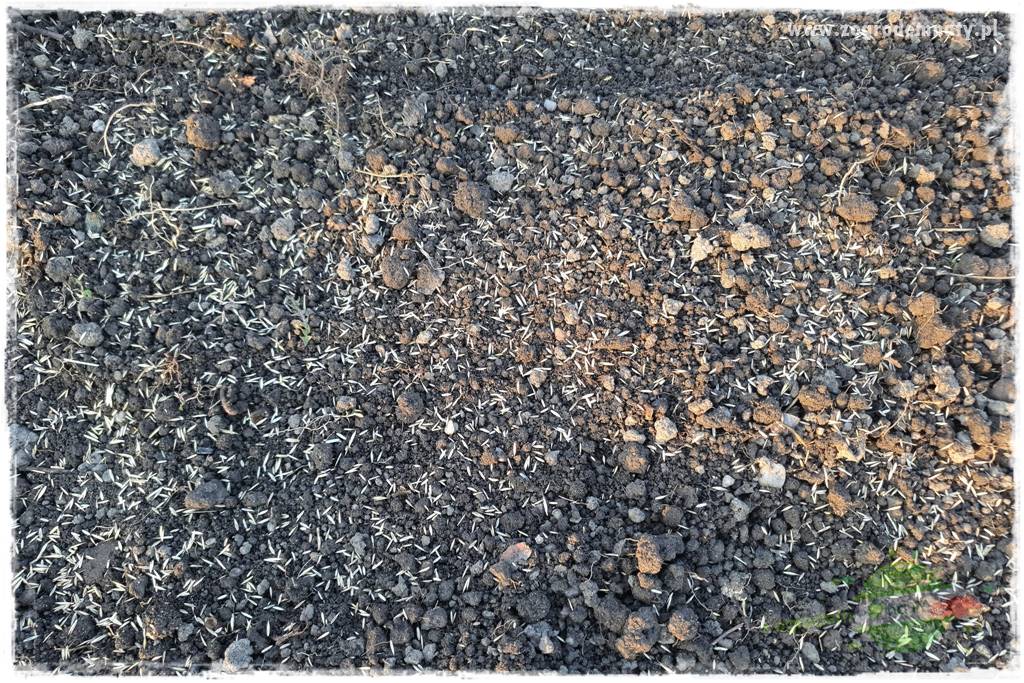 piękny trawnik bez podlewania 29