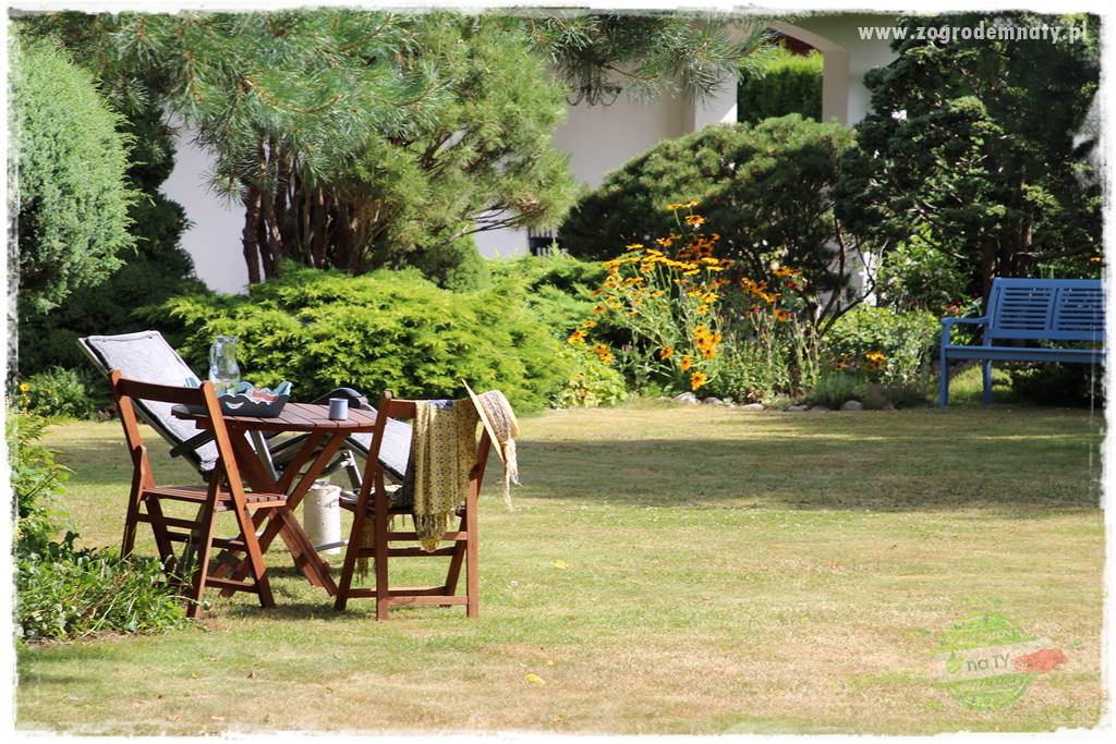 piękny trawnik bez podlewania 3