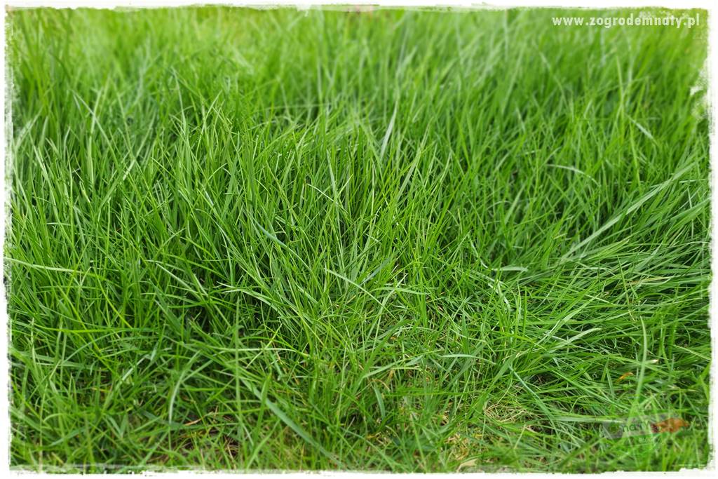 piękny trawnik bez podlewania 30