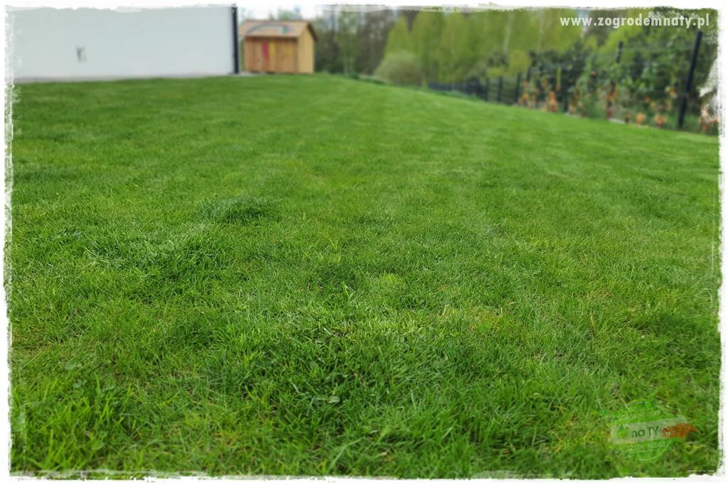 piękny trawnik bez podlewania 31