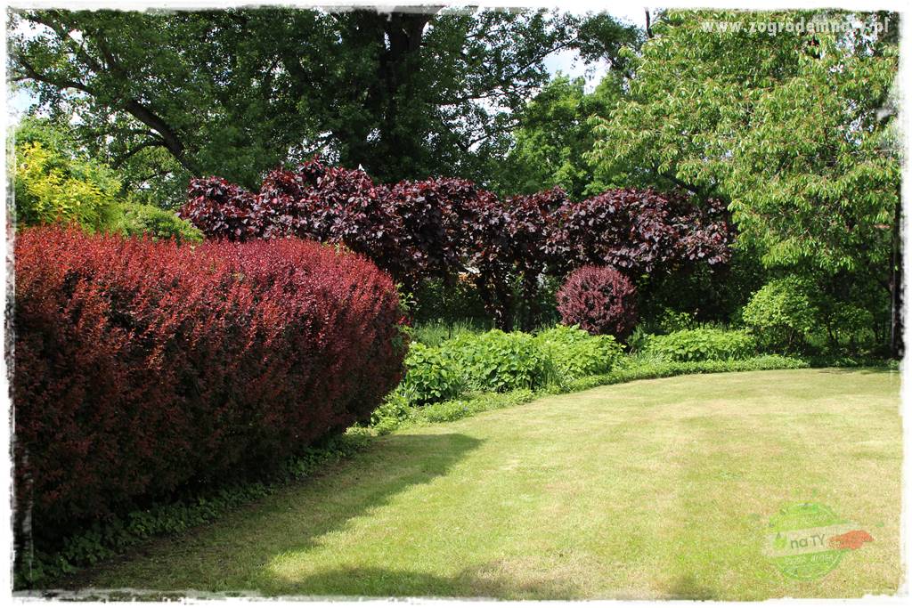 piękny trawnik bez podlewania 3a