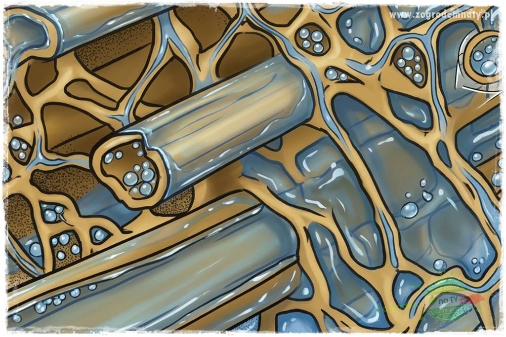 piękny trawnik bez podlewania 5