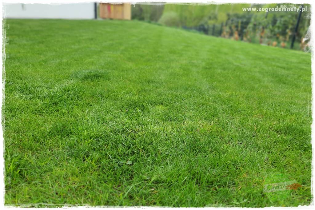 piękny trawnik bez podlewania 6