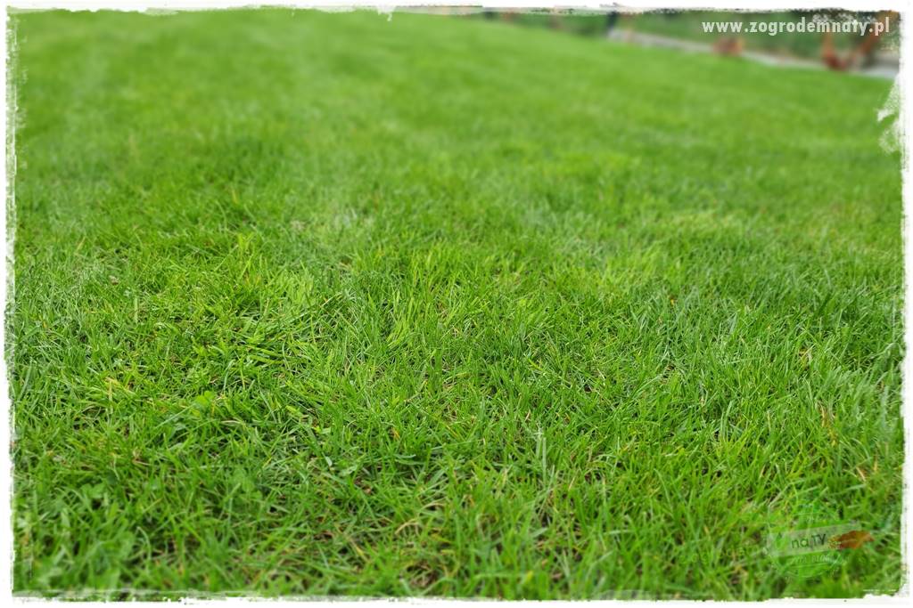 piękny trawnik bez podlewania 7