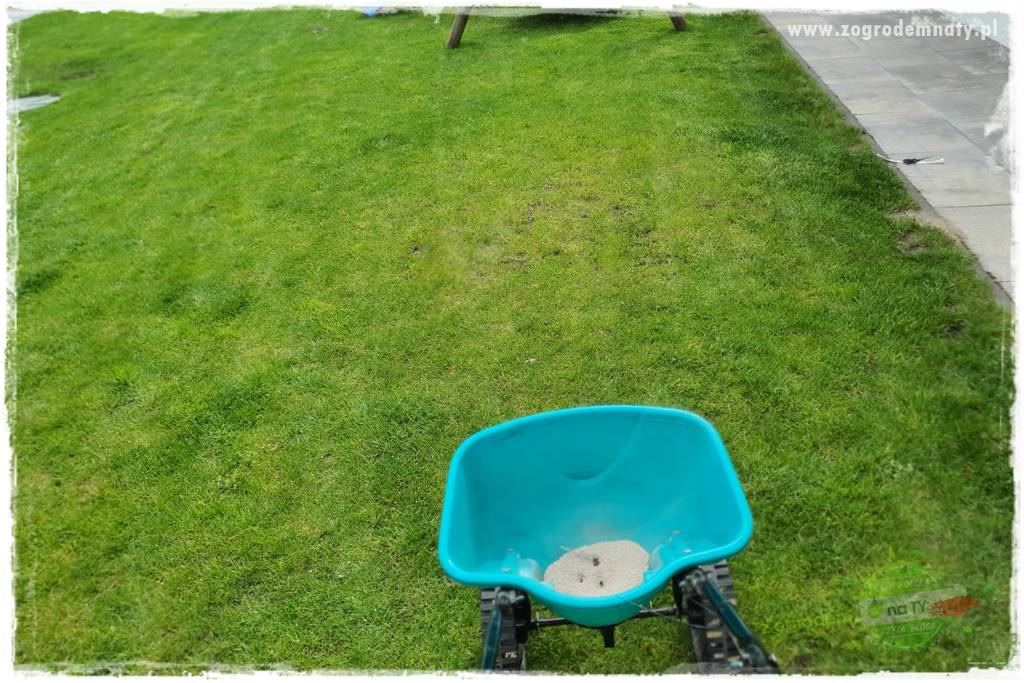 piękny trawnik bez podlewania 8