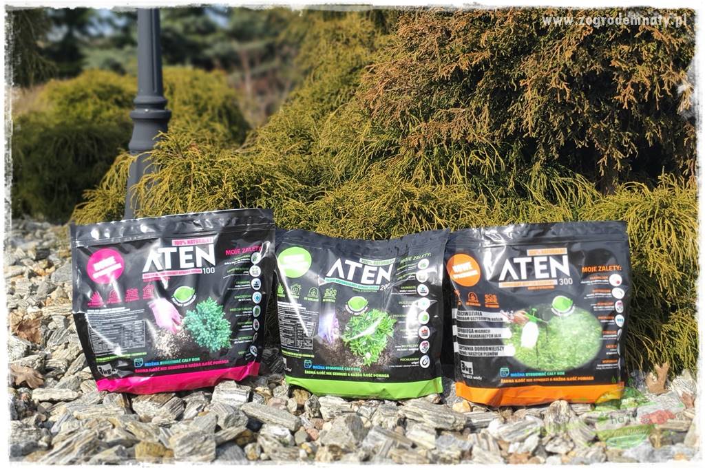 piękny trawnik bez podlewania 9