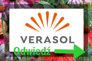 Kosodrzewina w ogrodzie 100