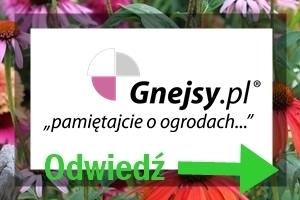 Kosodrzewina w ogrodzie 101