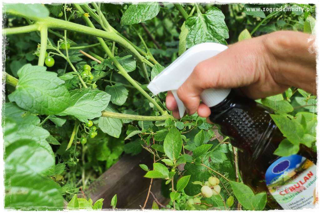 Biointensywna uprawa warzyw 14