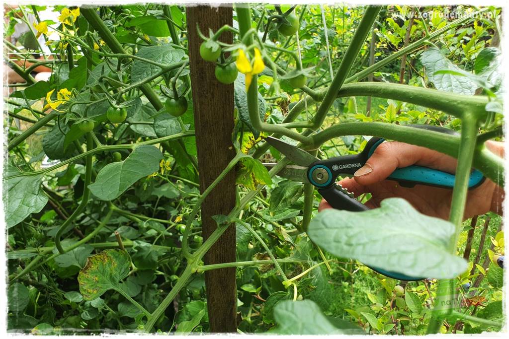 Biointensywna uprawa warzyw 15