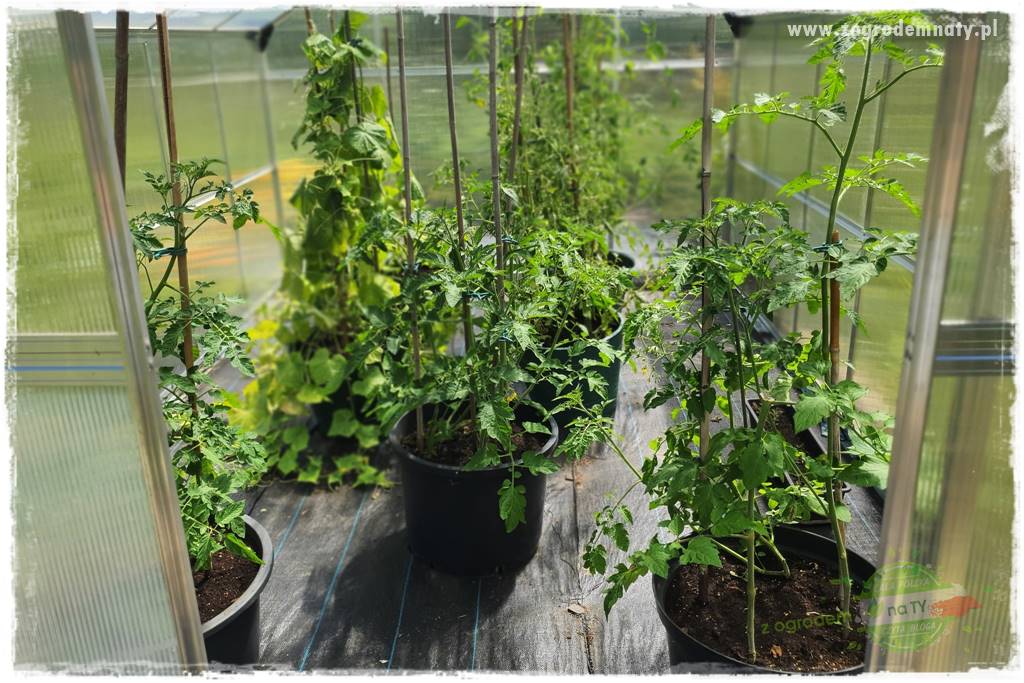 Biointensywna uprawa warzyw 18