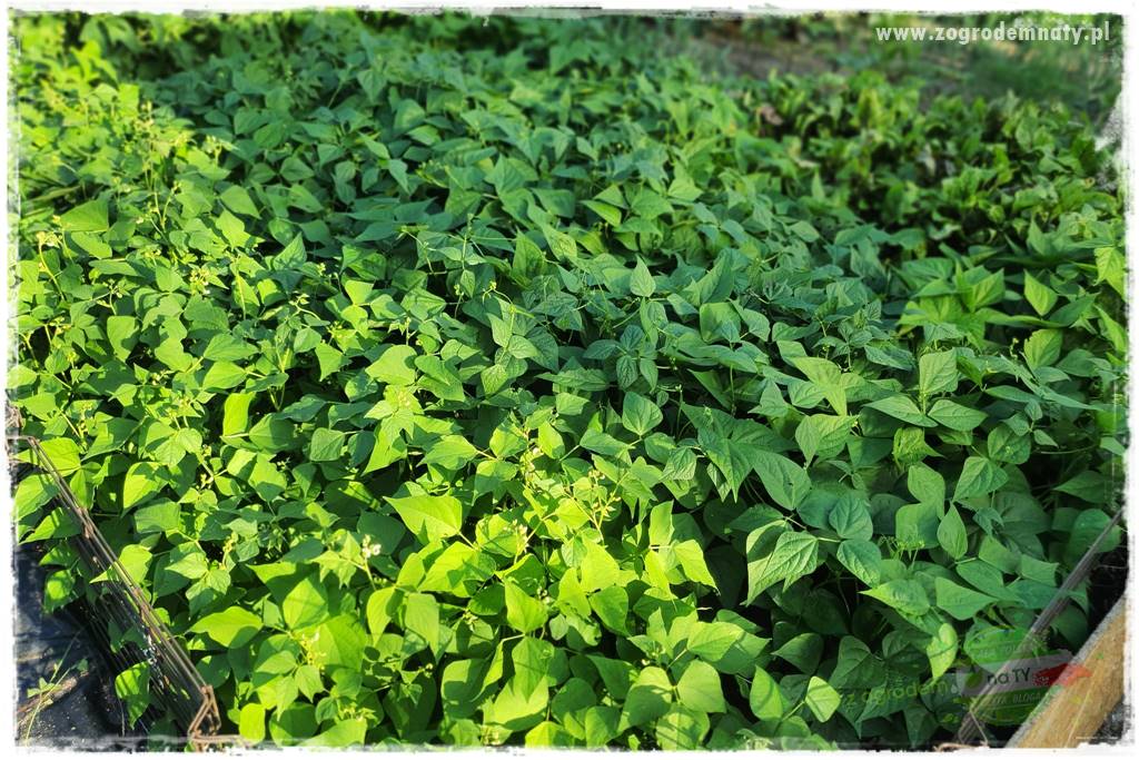 Biointensywna uprawa warzyw 19