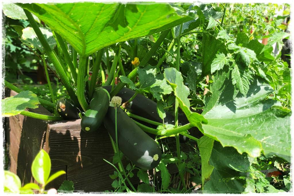 Biointensywna uprawa warzyw 20