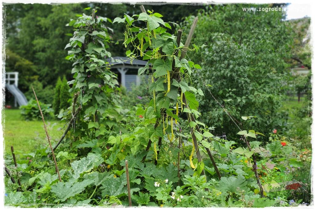 Biointensywna uprawa warzyw 24