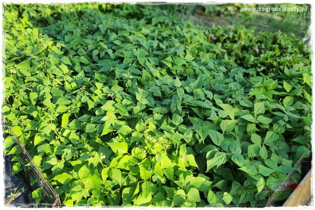 Biointensywna uprawa warzyw 38