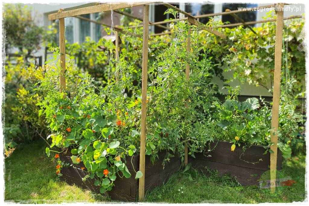Biointensywna uprawa warzyw 40
