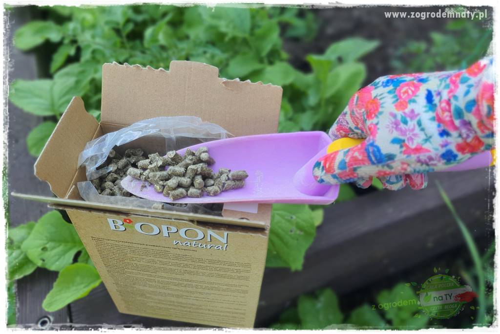 Biointensywna uprawa warzyw 41a