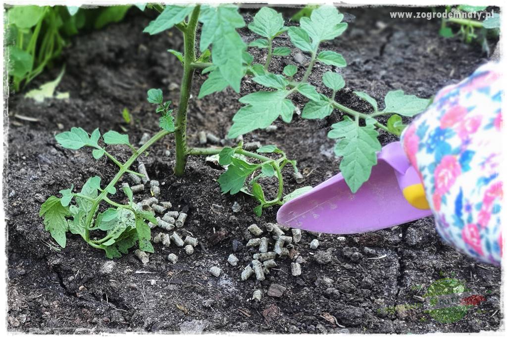 Biointensywna uprawa warzyw 50