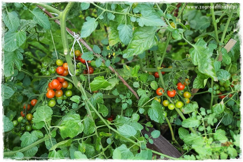 Biointensywna uprawa warzyw 53