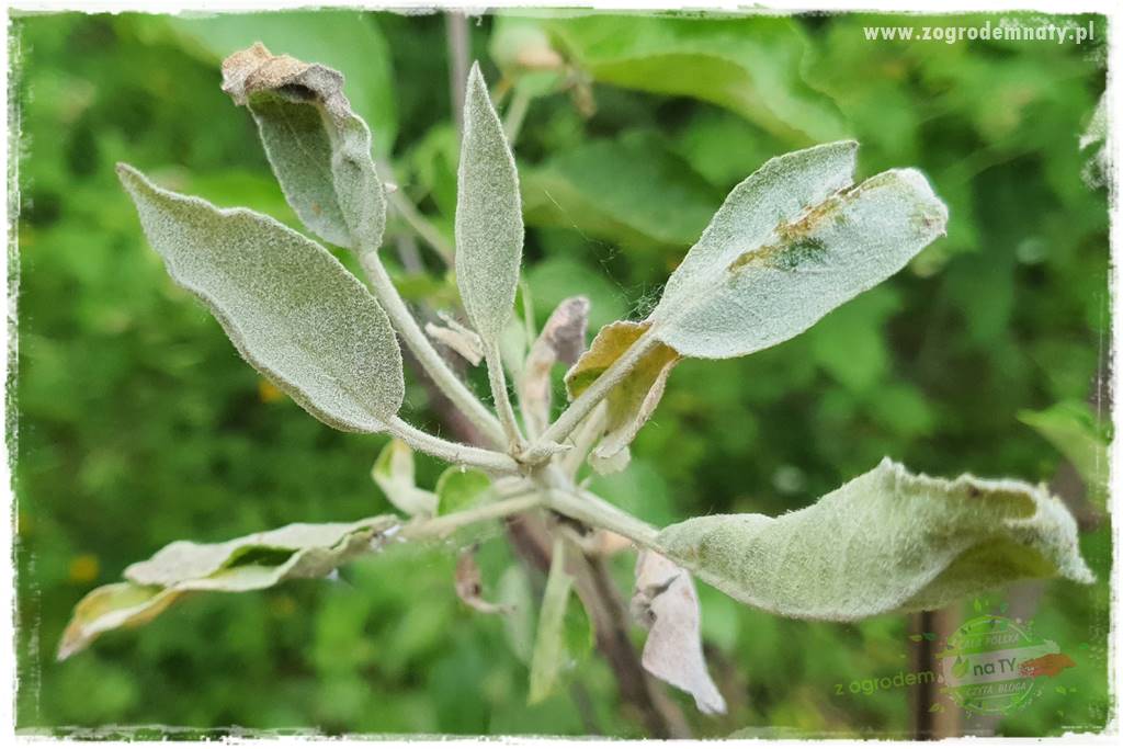 Mineralny oprysk dolistny 20a Mineralny oprysk dolistny 20a